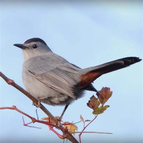Most Common Backyard Birds in South Carolina (Birds Facts)