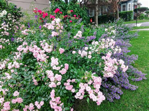 How to Prune Miniature Roses and Knock Out Roses for a Re-bloom