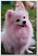 Image result for Cute Fluffy Things