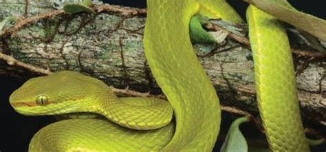 5 Unique Species Names Inspired By The Harry Potter Series Which Sound ...