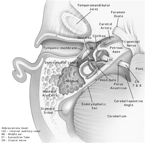 Internal Auditory Canal