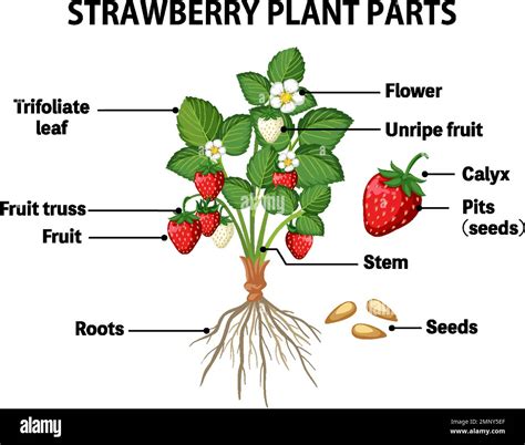 Strawberry Plant Diagram