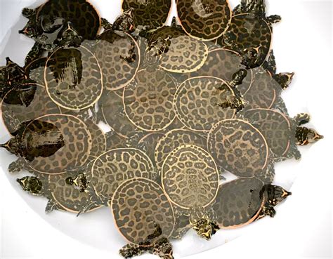 Image result for Florida Softshell Turtle Shell Decor