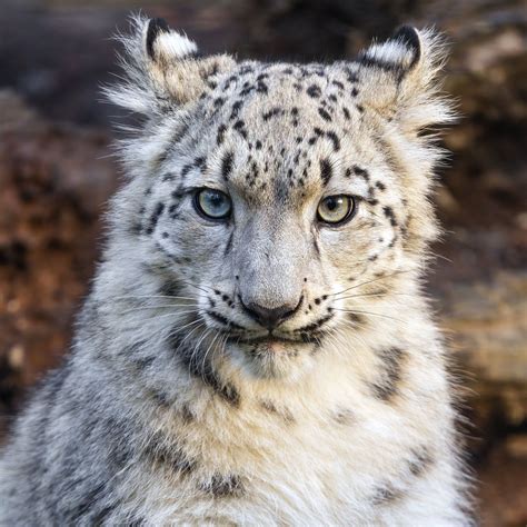 Download wallpaper 2780x2780 snow leopard, kitten, animal, wild, white ...