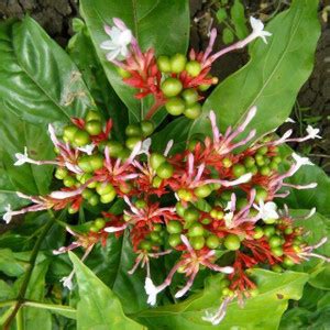 csmb Snake Superba Plant Price in India - Buy csmb Snake Superba Plant ...