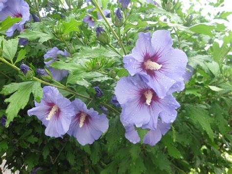 Blue Rose of Sharon Purple Hardy Hibiscus syriacus - 15 Seeds