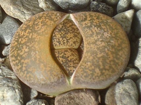 Lithops lesliei