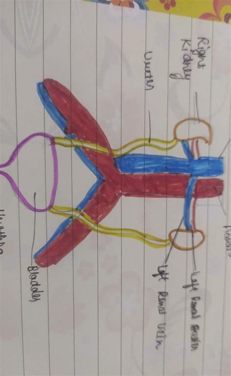 draw the diagram of excretory system *handmade* draw on notebook not on ...