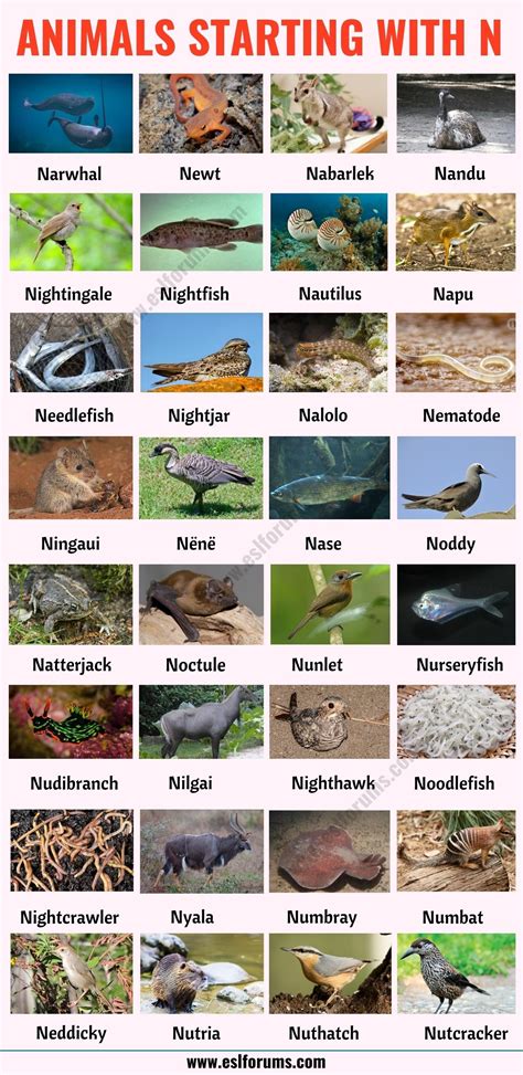 Animals That Start With N