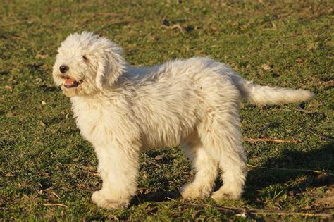 Komondor Puppies