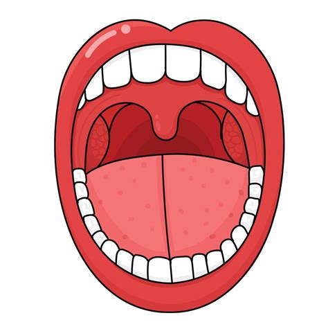 Label The Tonsils at Holly Chamberlin blog