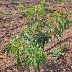 Shifting Gears Towards Green: Audi Mumbai West Plants for the Planet ...
