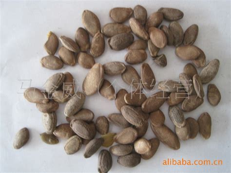 Gua Lou Ren – 瓜蒌仁 – Trichosanthes Seed | fourpillarsherbs