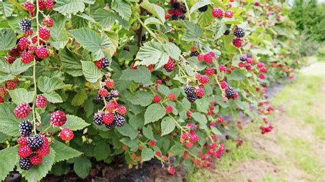 How To Grow Blackberries From Seed | Storables