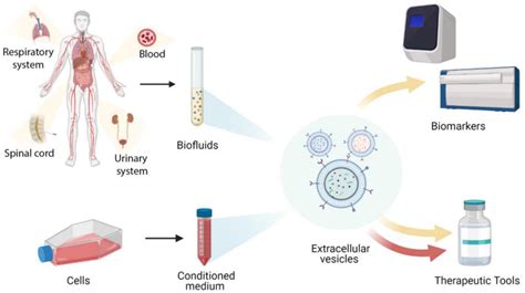 Mesenchymal Stem Cell-Derived Extracellular Vesicles for Therapeutic ...