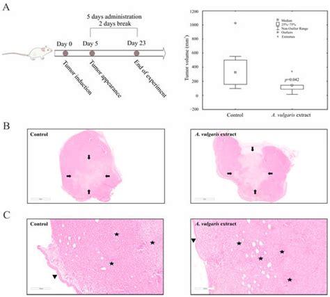 Dual Role of Alchemilla vulgaris L. Extract in Breast Cancer Regression ...