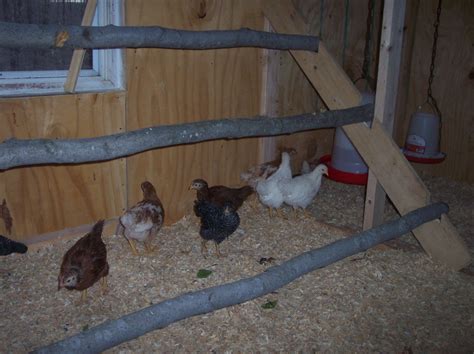 Best Ramp For Chicken Coop at Nick Lopez blog