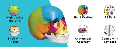Skull Anatomy: Complete Guide with Parts, Names, Functions & Diagram ...