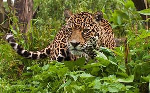 Image result for Cute Wild Animals