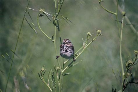 Free picture: song, sparrow, bird, melospiza melodia