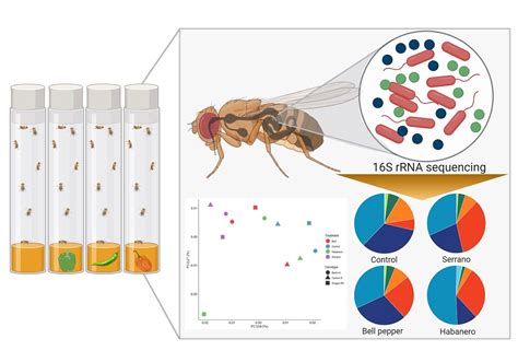 Effect of Pepper-Containing Diets on the Diversity and Composition of ...