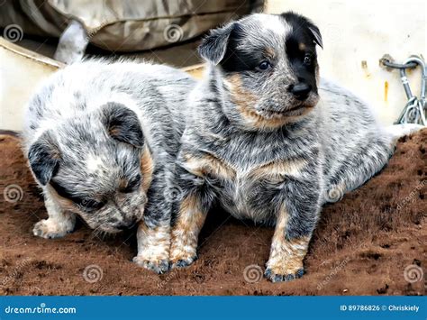 Blue Heeler Pup stock photo. Image of feet, market, degree - 89786826