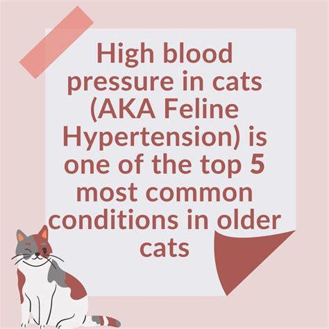 Feline Hypertension Awareness Month - Ceva - Ease The Pressure