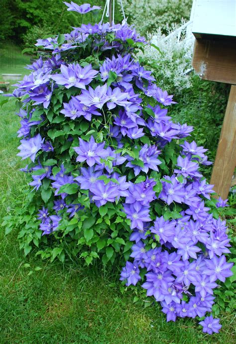 Types Of Climbing Clematis Vines - Design Talk