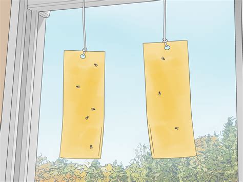 Why Do Flies Rub Their Hands Together? (And Other Fly Facts)