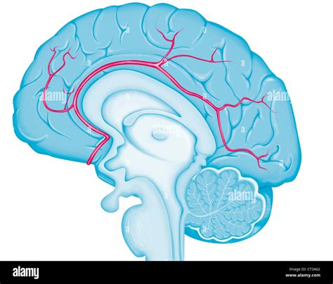 Anterior Cerebral Artery