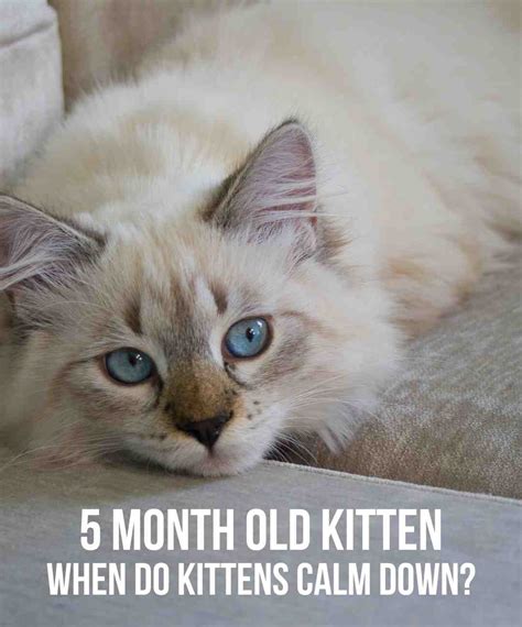 5 Month Old Kitten - What To Expect And How To Care For Them