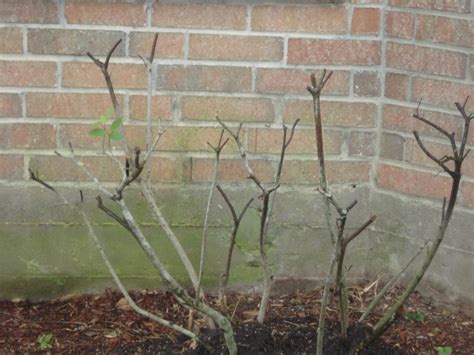Image result for Azalea Pruning