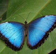 Image result for Blue Butterfly Wallpaper