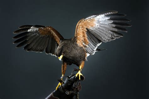 天空的鹰,鸟类,动物摄影,摄影,汇图网www.huitu.com