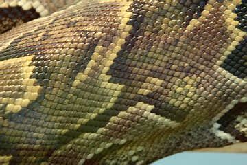 Image result for Embroider Python Skin