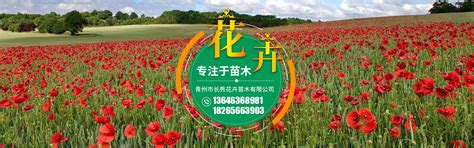 工程案例-青州市海川花卉苗木有限公司