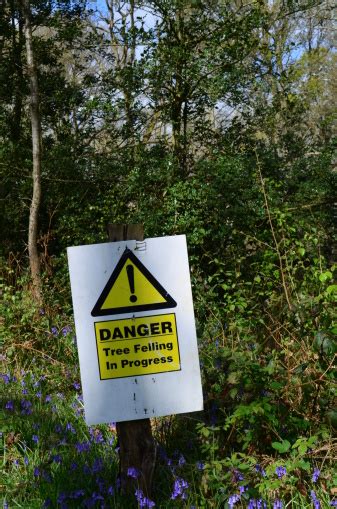 Danger Tree Sign 的图像结果