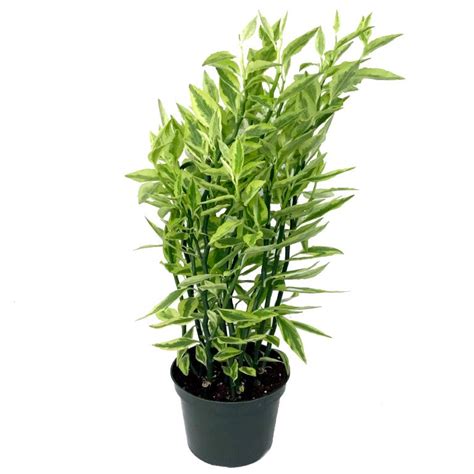 Buy Pedilanthus Variegated Plant online at best price