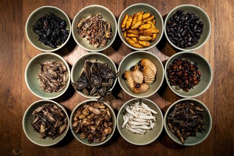 Can Insects Taste? A Bug’s Guide To Flavor