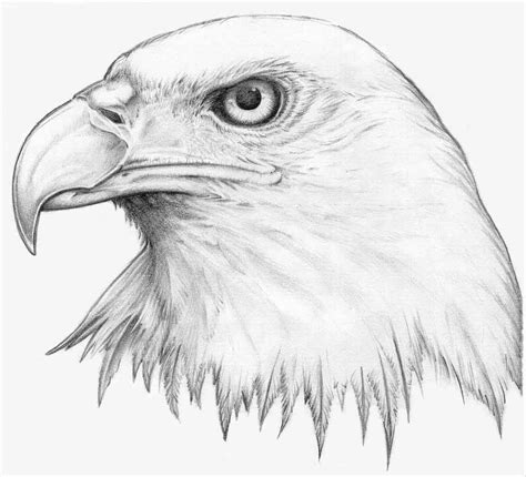 Eagles Eye by H3LLB0uND on DeviantArt | Eagle drawing, Eagle sketch ...