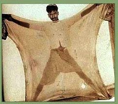 Image result for Making Shellac