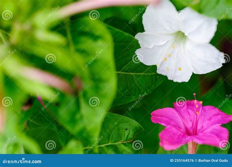Mirabilis Jalapa, the Marvel of Peru or Four O Clock Flower, Jalapa (or ...