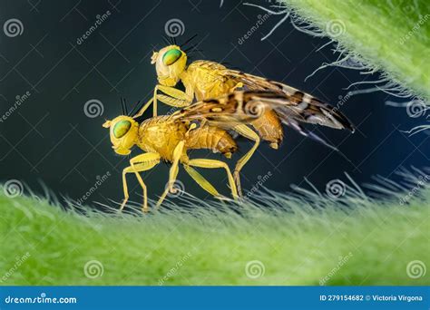 Two Sunflower Maggot Flies (Strauzia Longipennis) Mating Under a ...