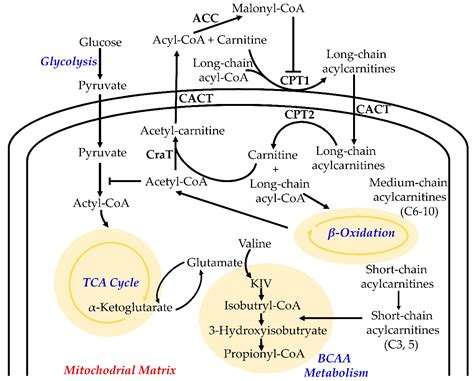 Function, Detection and Alteration of Acylcarnitine Metabolism in ...