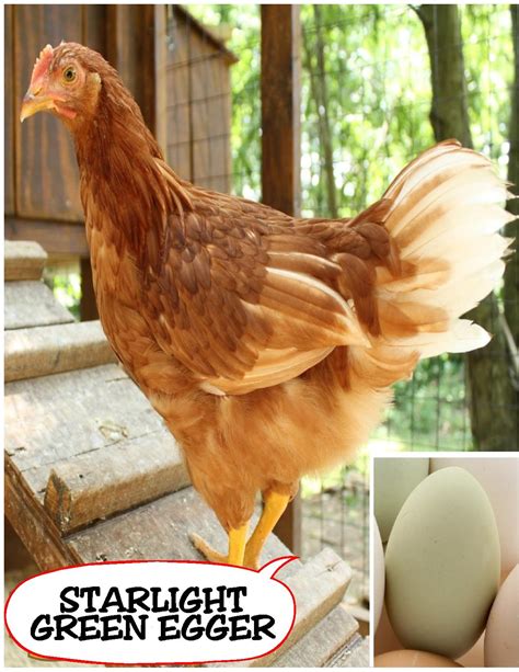 Starlight Green Egger Egg Color | Coloring Pages