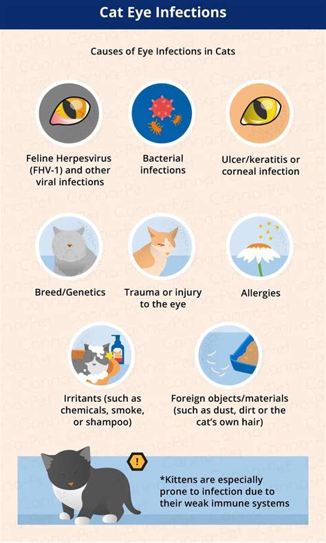 cat eye infection