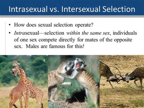 Image result for Intrasexual Selection Drawing