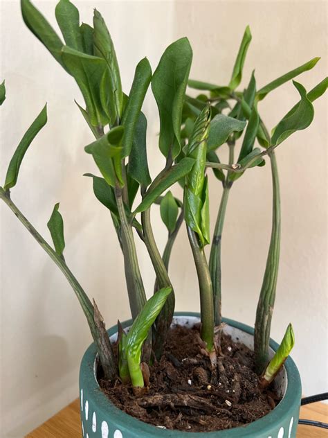 Does anyone know why the leaves on my plant are curling? Also there are ...