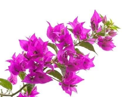 Garden Nature Care Bougainvillea Dwarf Hybrid Live Plant Single Bloom ...