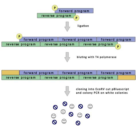 Image result for How to Program DNA